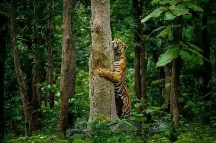 InfovictorMi's tweet photo. Oh Tito, qué haces hablándole a esa mata, 

PASÓ ALGO???

@LIDOMRD 
@TigresdelLicey 
@EscogidoBBClub 
@aguilascibaenas 
@TorosdelEste 
@EOBASEBALLCLUB 
@kory_kosky https://t.co/m71j261VNH