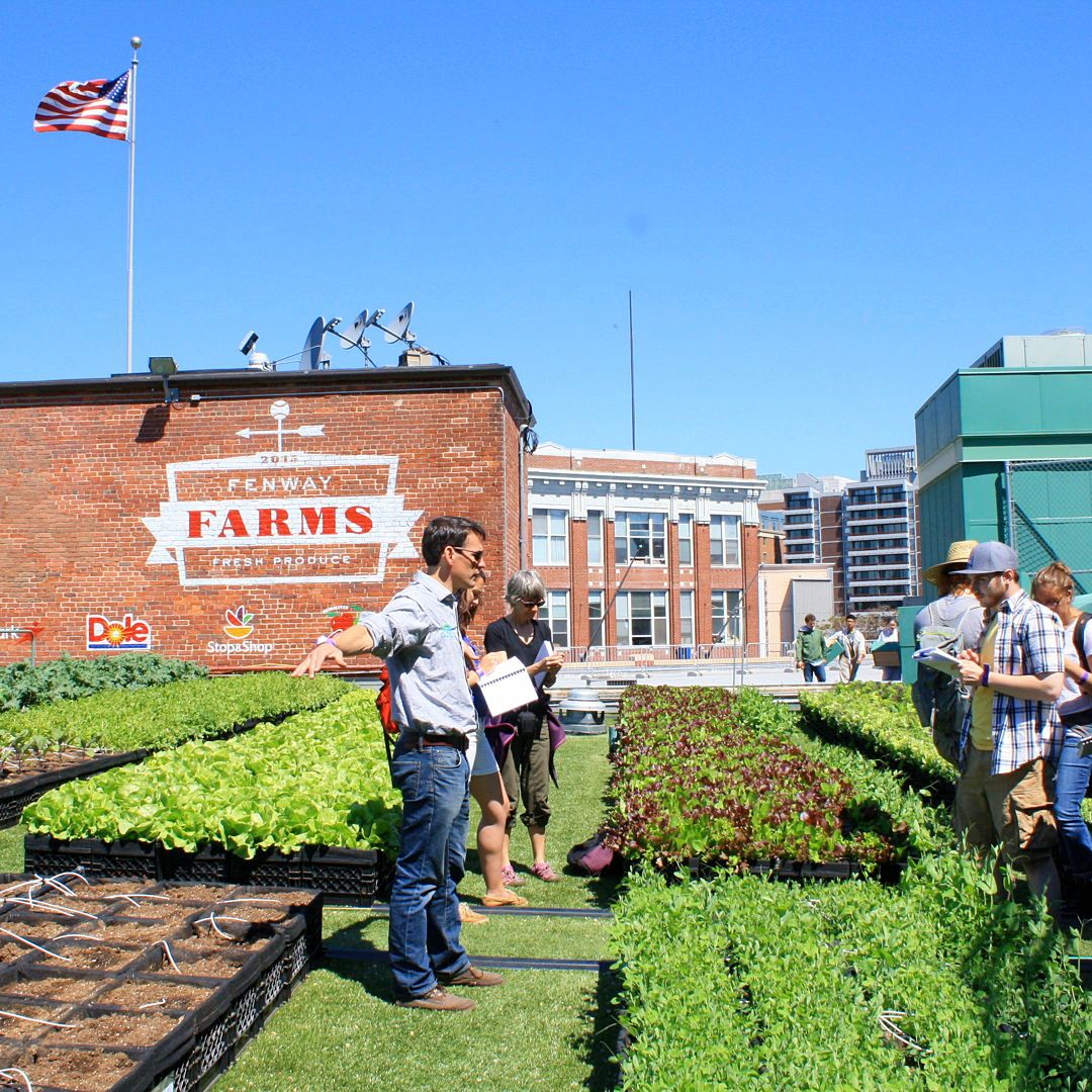 Recover Green Roofs tweet media