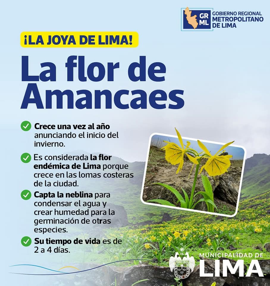 🌼 ¡Conoce la joya natural de Lima! La Flor de Amancaes, símbolo de nuestras lomas costeras, florece solo una vez al año. Su breve vida deja un gran impacto: captura neblina, condensa agua y favorece nuevas especies. 🌿 Un tesoro único y endémico. #FloraDeLima #Naturaleza