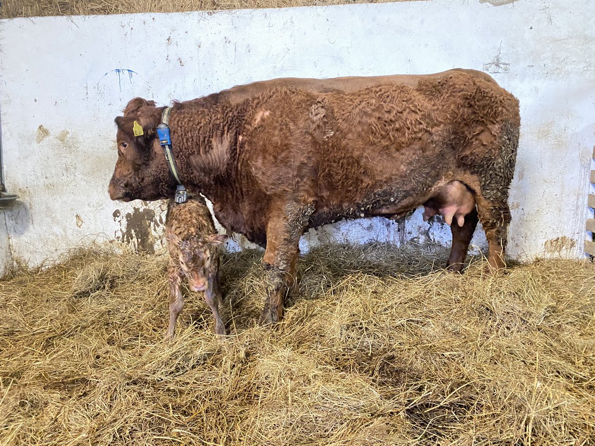 Conor Whelan tweet media