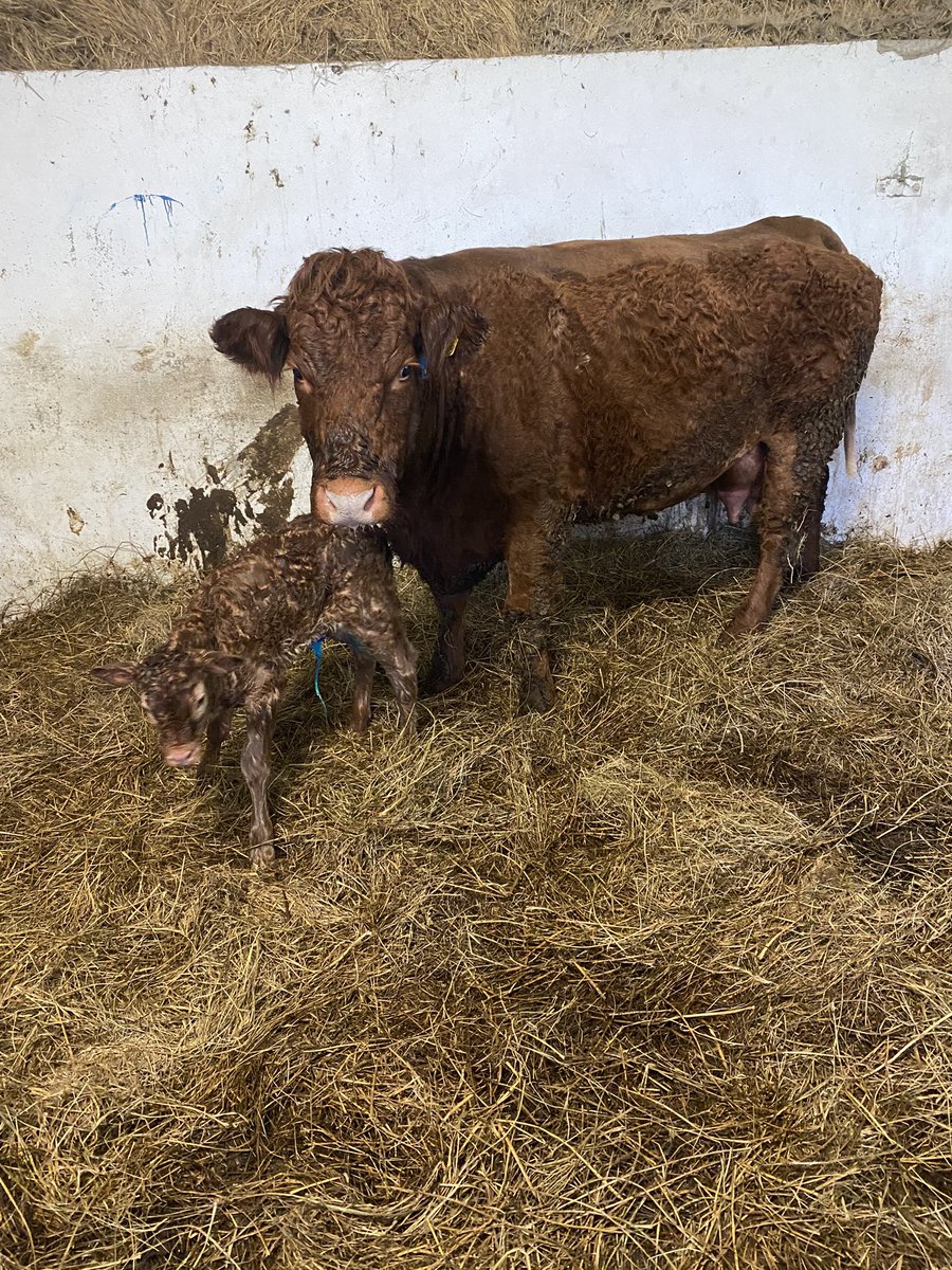 Conor Whelan tweet media