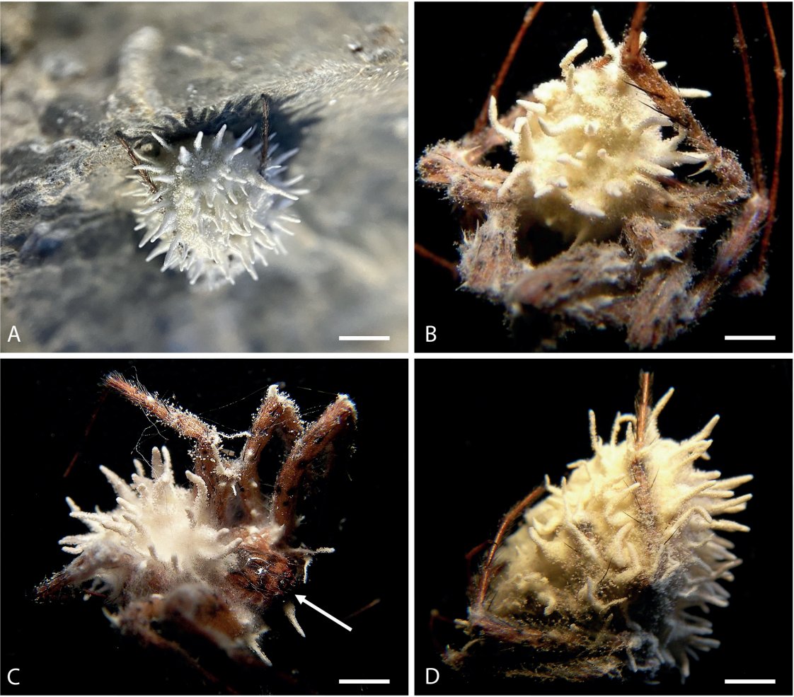 Along came a zombie spider: Gibellula attenboroughii a unique fungus killing spiders in caves in the British Isles has been named after Sir David Attenborough a pioneer of BBC natural history programmes, which indirectly led to the discovery of this fungus
doi.org/10.3114/fuse.2…