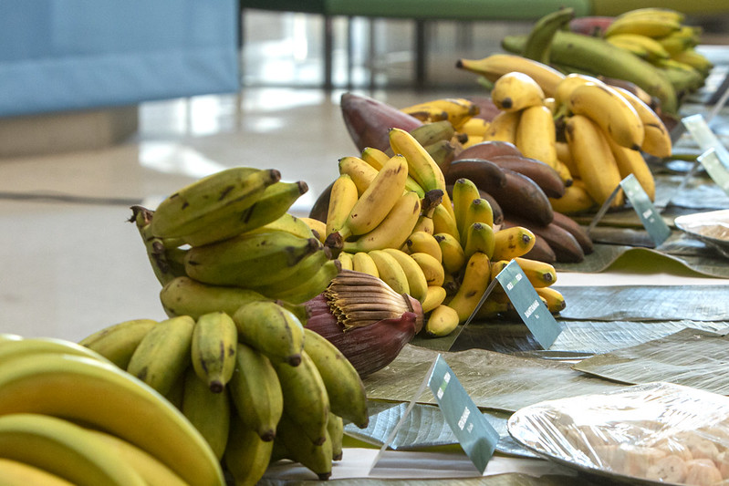 Did you know that bananas are the most consumed and traded fruit in the world? 

While over 1,000 varieties exist, the Cavendish dominates international trade, accounting for nearly 100% of exports - even though it represents less than half of global production.

#BananaFacts