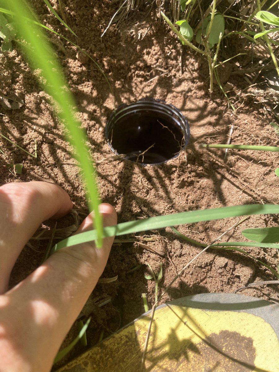 Rion Lerm, PhD tweet media