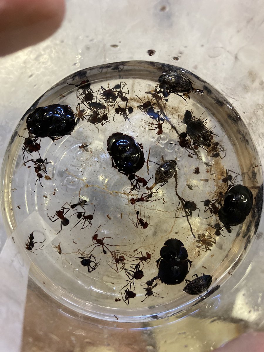 Rion Lerm, PhD tweet media