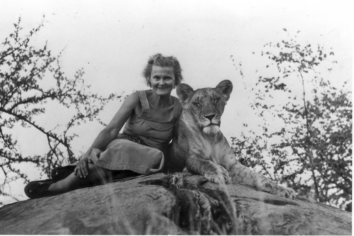 BornFreeFDN's tweet photo. Celebrating Elsa's 69th birthday! 🦁

As a significant part of the Born Free legacy, her journey inspired our work. Help us honour Elsa by adopting Elsa's Pride today and continue to support lion conservation. 

https://t.co/Qy5e6h9GcJ

📷 Elsa Conservation Trust https://t.co/pHjA38g71Y