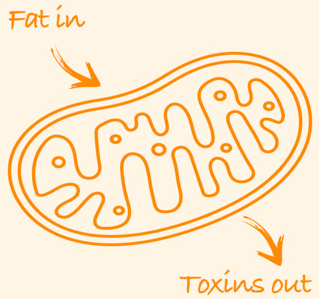 RunStrongUK's tweet image. What's the motivation for your running?

If you're running to lose weight, RunStrong is the right supplement for you.

How does RunStrong help weight loss?

Increases metabolism of fats.

Speeds up calorie burn.

Shop today: heyor.ca/t6BJYG 

#WeightLoss #BoostMetabolism