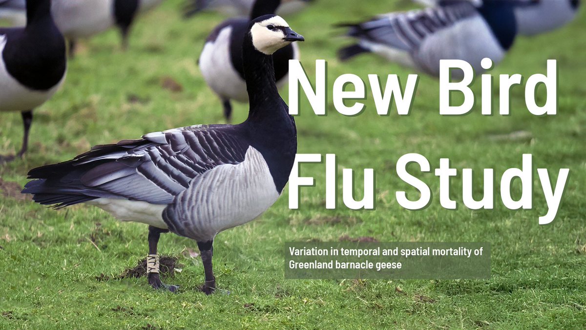 Steve Percival (@stevepercival63) on Twitter photo Our new study is now published in Bird Study on the effects of avian influenza on the Greenland Barnacle Geese
Find a summary on our website ecologyconsult.co.uk/projects/barna…
Or read the full paper at tandfonline.com/doi/full/10.10… Our new study is now published in Bird Study on the effects of avian influenza on the Greenland Barnacle Geese
Find a summary on our website ecologyconsult.co.uk/projects/barna…
Or read the full paper at tandfonline.com/doi/full/10.10…