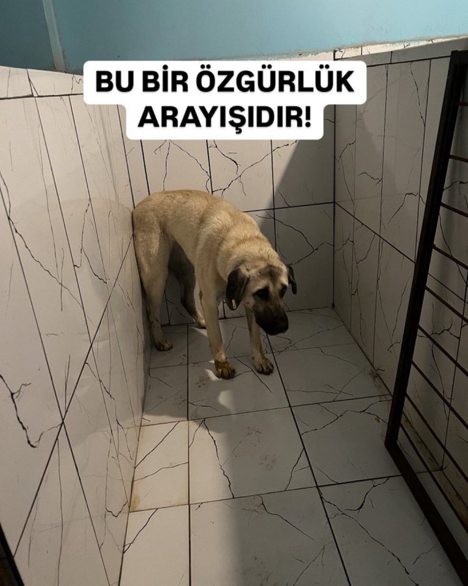 BU BİR ÖZGÜRLÜK ARAYIŞIDIR!
Yaşadığı yerde istenmeyen çocuklardan biri Hüsniye. Özgürlükten kafese geçtiği için mutsuz.Sadece yer istiyorum.Ömür boyu maması,aşısı,sorumluluğu bende olacak. Sadece tekrar yüzünün güldügü biryer, ev, bahçe istiyorum
Ankara05529405853

<a href="/pinarrcalikk/">Pınar Çalık</a>
