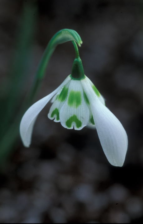 Candlemas bells — snowdrops — are in bloom all over Cambridge, in anticipatin of Candlemas next Sunday, 2 February. Join <a href="/StBenetsCam/">St Bene't's Cambridge</a>  at 10am for a special choral #Candlemas service beginning at <a href="/corpuscamchapel/">Corpus Christi College Chapel, Cambridge</a>, <a href="/corpuscamchapel/">Corpus Christi College Chapel, Cambridge</a>. All are warmly welcome!