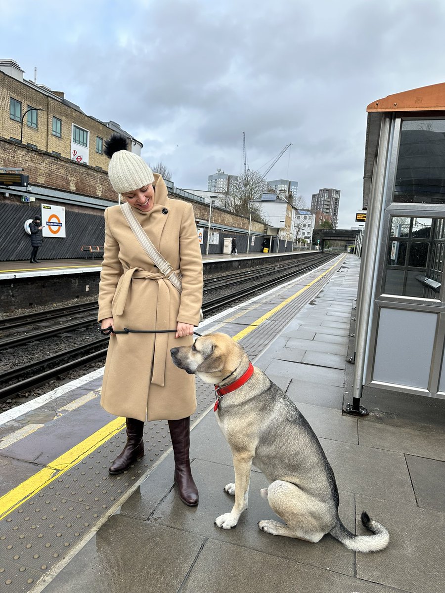 MariaRamosUK's tweet photo. My Turkish dog is a real Londoner now https://t.co/QDP6rvhhs8