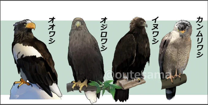 今はお話する側にさせて頂いているものの、わたしも最初から猛禽のことを知っていたわけでは当然なく、昔は日本にこんなにワシがいるとも知らなかったです。
"入門"して頂けるようなお話ができるよう、頑張ります!💪 