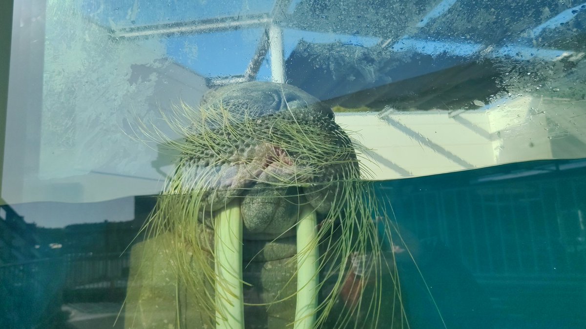 mtobachan's tweet photo. みーちゃんのヒゲ
#鳥羽水族館
#うみたまご
#みーちゃん
#セイウチ
#walras https://t.co/9vdz5ekxiV