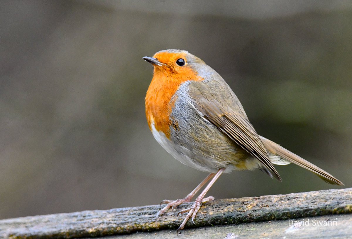 Robin, Staindale, Dalby Forest. <a href="/Natures_Voice/">RSPB</a> <a href="/YorksWildlife/">Yorkshire Wildlife Trust - follow us on Bluesky 🦋</a> @WoodlandTrust <a href="/nybirdnews/">NorthYorksBirdNews</a> <a href="/ForestryEngland/">Forestry England</a> @Dalby_Forest <a href="/DalbyFriends/">Friends Of Dalby Forest🌲🦉🌲🌳🌲🦡🌲 🦌🕷🌲🦔🌳</a>