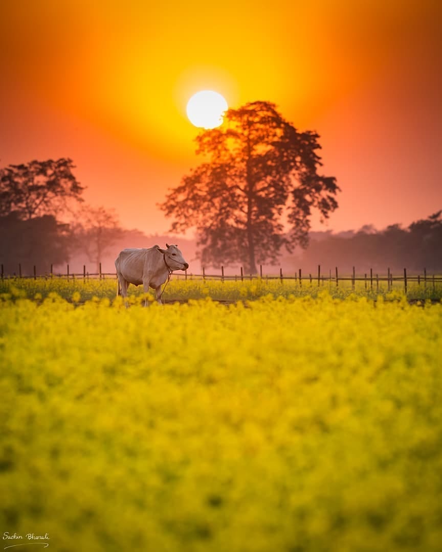 nature_gopi's tweet photo. Beautiful #sunset Evining 

#Evining #NatureIsGod #Cow 
#Yellow https://t.co/YxPMEchO4E