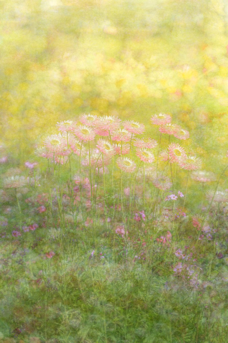 mainaito_art's tweet photo. Series of photographs I created inspired by a fairytale I imagined as a child.

I was deep in reverie, wandering through a garden abloom with subtle beauties in spring. The perfumed paradise that I wandered. Every flower has its own story to tell. https://t.co/Q8uA8pdUBg