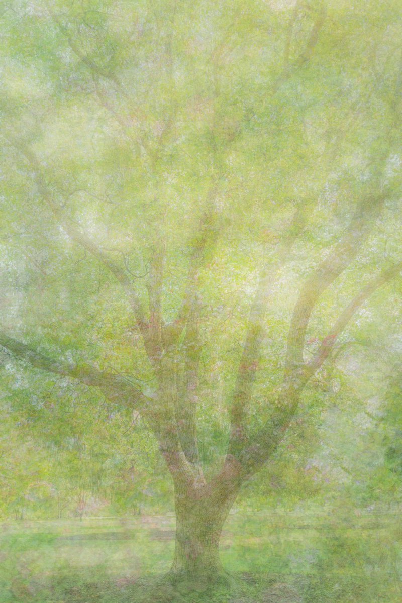 mainaito_art's tweet photo. Series of photographs I created inspired by a fairytale I imagined as a child.

I was deep in reverie, wandering through a garden abloom with subtle beauties in spring. The perfumed paradise that I wandered. Every flower has its own story to tell. https://t.co/Q8uA8pdUBg