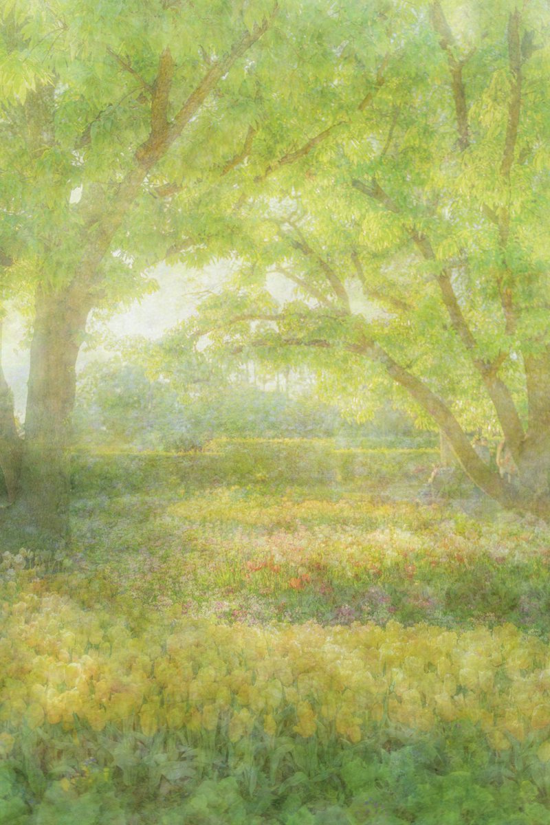 mainaito_art's tweet photo. Series of photographs I created inspired by a fairytale I imagined as a child.

I was deep in reverie, wandering through a garden abloom with subtle beauties in spring. The perfumed paradise that I wandered. Every flower has its own story to tell. https://t.co/Q8uA8pdUBg