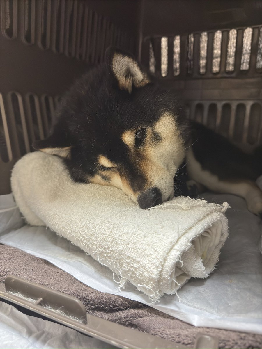 v_code_02's tweet image. 夕飯は重湯濃度のチュール入りささみスープを舐める。
人肌温度に温めたものを少しづつ。

御用を済ませ、部屋の一部をひと回ってクレートにお戻りになった陸殿。
少しだけまた目に力。

落ちきってたしっぽが背中に着きました。