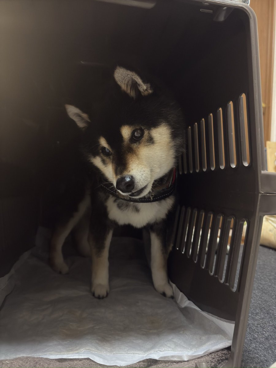 v_code_02's tweet image. 夕飯は重湯濃度のチュール入りささみスープを舐める。
人肌温度に温めたものを少しづつ。

御用を済ませ、部屋の一部をひと回ってクレートにお戻りになった陸殿。
少しだけまた目に力。

落ちきってたしっぽが背中に着きました。