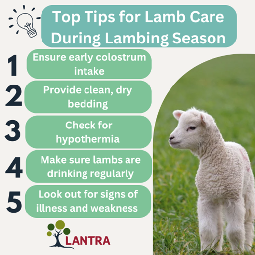 Lambing season is a critical time for both ewes and lambs, and proper care can make all the difference in ensuring a healthy start for your lambs. 
Lantra’s ‘Lambing Techniques’ course can help prepare you for the lambing season. 
To learn more visit: lantra.co.uk/product/32627