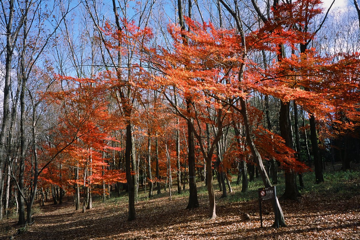 nyachimog's tweet photo. MINOLTA TC-1で撮影した昭和記念公園の紅葉(2024.12.22)
#写真好きな人と繋がりたい #ファインダー越しの私の世界 #キリトリセカイ #minolta #ミノルタ #minoltatc1 #tc1 #tc1limited #provia100f #rdpiii #フィルムカメラ #フィルム写真 #フィルム写真撮ってる人と繋がりたい #昭和記念公園 #紅葉 https://t.co/D5iN1HlT7g