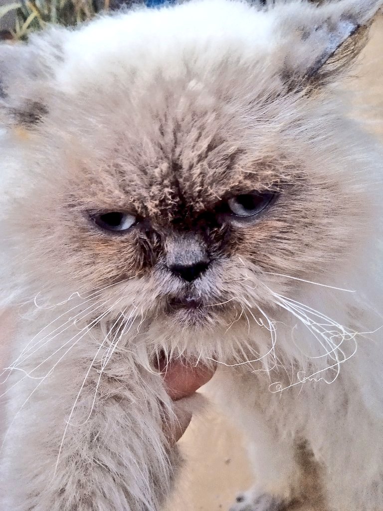 aboodaljbour16's tweet photo. Please pray for my cat 💔 Her whiskers burned yesterday, and she’s in pain 😭. Please donate to help provide her with food and treatment. Any small help will ease her pain. Your prayers mean so much 🙏❤️‍🩹
👇👇
https://t.co/FFDlnNC53D https://t.co/yQuwGgwB9W