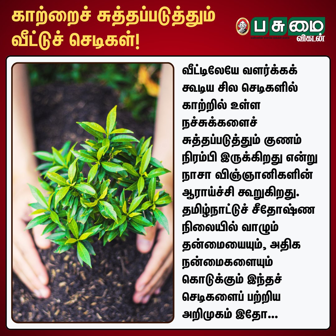 PasumaiVikatan's tweet photo. காற்றைச் சுத்தப்படுத்தும் வீட்டுச் செடிகள்!

#Air | #Plants https://t.co/PoOJS2SzmR