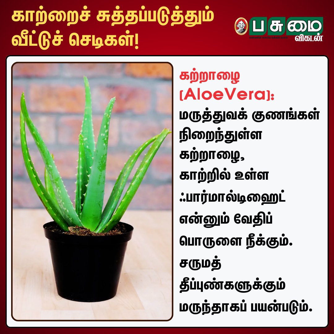 PasumaiVikatan's tweet photo. காற்றைச் சுத்தப்படுத்தும் வீட்டுச் செடிகள்!

#Air | #Plants https://t.co/PoOJS2SzmR