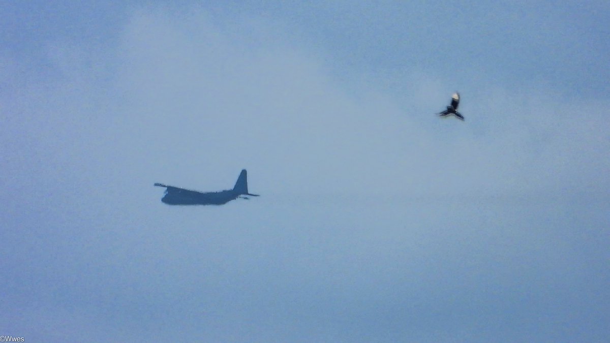 wesleyb1989's tweet photo. JAN27: to low to far again
#ROGUE03 #480C03 (G-273)  
#RNLAF #KLu #336sqn @VlbEindhoven 
#C130 #LOCKHEED C-130 #Hercules

(#NLspot #Planespotting #Nikon (#P950 #P1000) #Aviation #Avgeek #ADSB) https://t.co/HZrZsXcayG