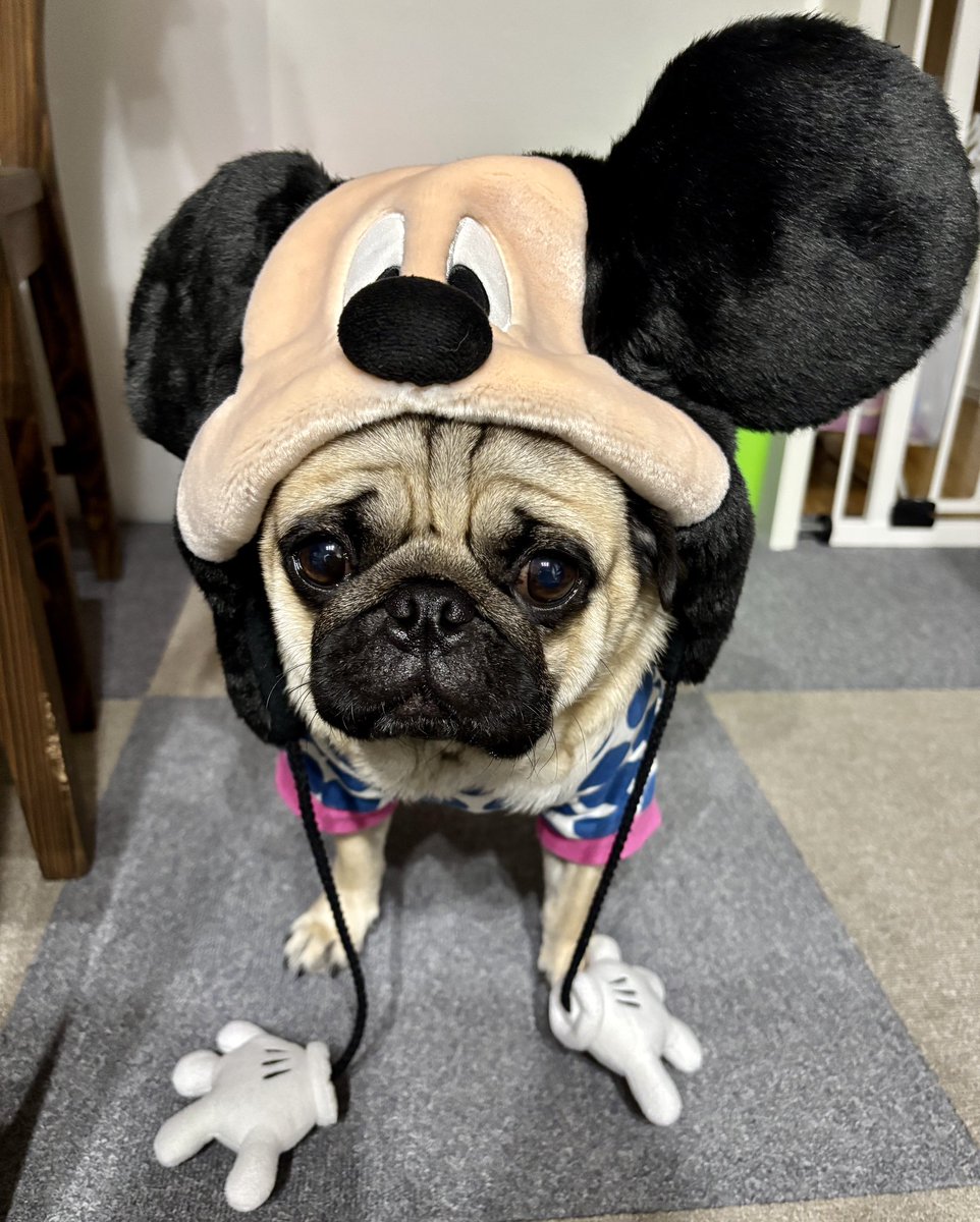 茶々丸 (@chachamaru_pug) / X 茶々丸 (@chachamaru_pug) / X