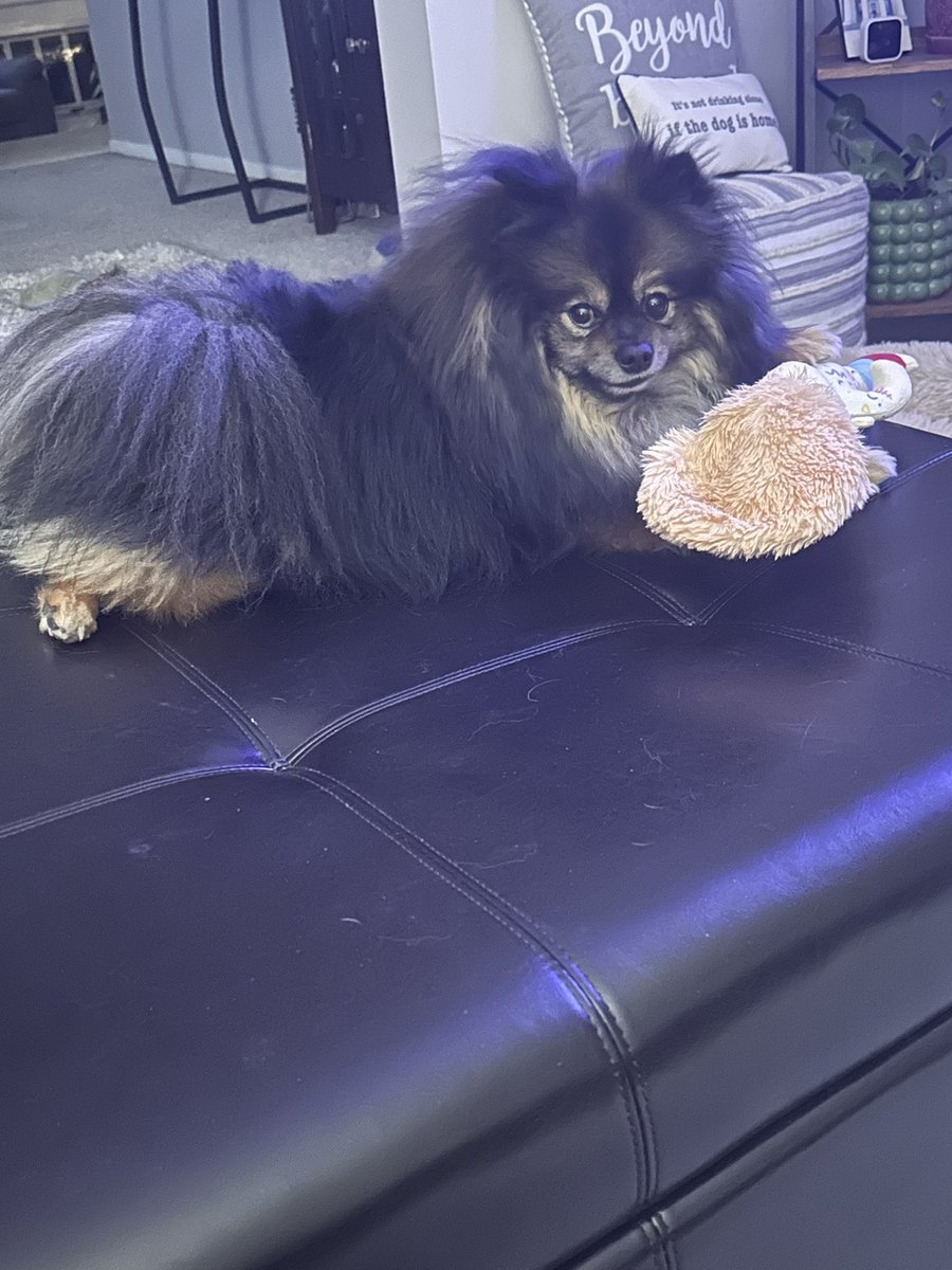 MaryEllenPannWx's tweet photo. 🪆Someone got a new doll (actually two) from @chewy. 🙏 They heard about his surgery and sent him well wishes, love and hugs from the Chewy family. 💙 He LOVES it!!!!  👏What a wonderful gesture! #pomeranian #pomboy #mamasboy #greatcustomerservice #customerservice #kindness #kind https://t.co/hiH4oCLnbM