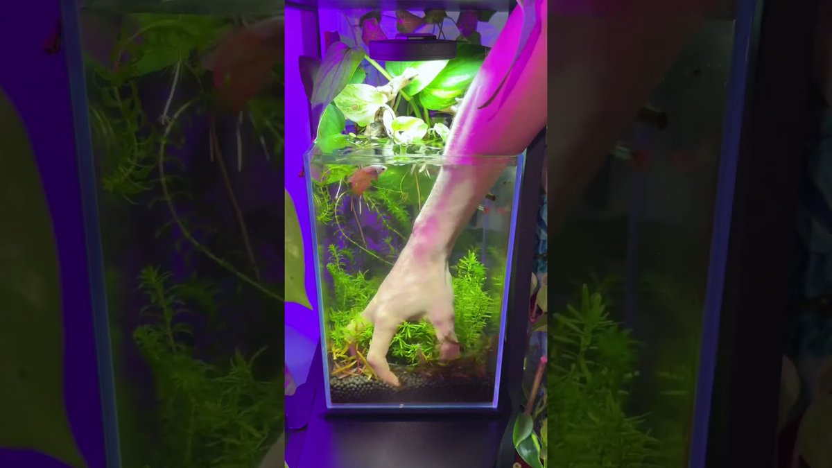 FlakeFood's tweet image. Aquariums: The claw👽♻️#fishies #fish #petfish #aquarium #aquascape #underwater #pet #fy #ytshorts
 
flakefood.com/640140/aquariu…