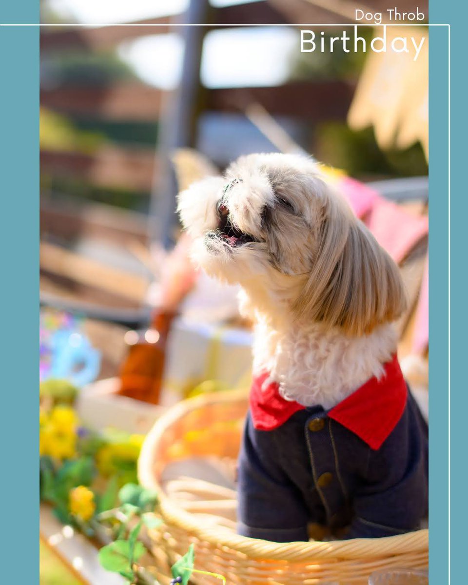 DogThrob's tweet photo. 【バースデー撮影会🎂】

ママが大好きな❤️たいようさん☀️
ニコニコ笑顔がかわいいね👍
1枚目、「ママ〜❣️」って
言ってるみたい😆

10カット3,500円
2月2日(日)🈳あり‼️
14時〜　15時〜

申込はこちら⬇️
https://t.co/dHaFkq8YXC

#バースデー撮影会
#バースデーフォト
#犬撮影
#わんこ村
#岡山 https://t.co/LgByEuuNTQ