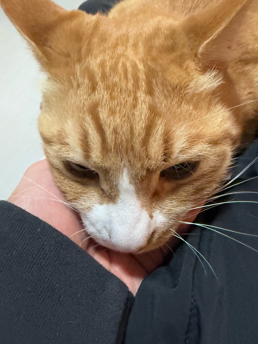 skzwithstay8's tweet photo. 🐰 - 💫
[280125] 9:37 PM KST

*pic

currently purring https://t.co/Pxc7R7wA3l