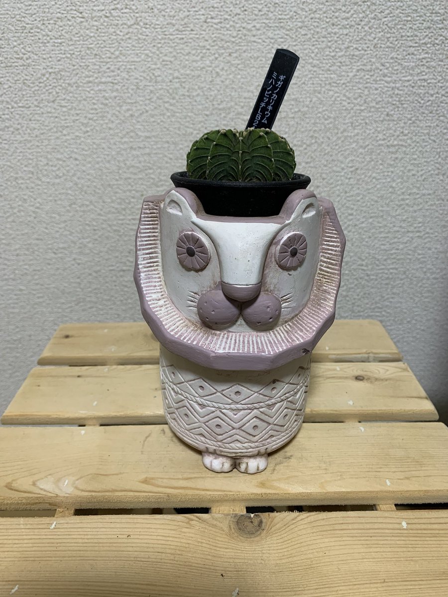 ao_nn's tweet photo. ウムウム。
個人的に最高の鉢合わせだと思ってる。
かわゆい。
#ギムノカリキウム
#LB2178 https://t.co/RzusmPMkrP