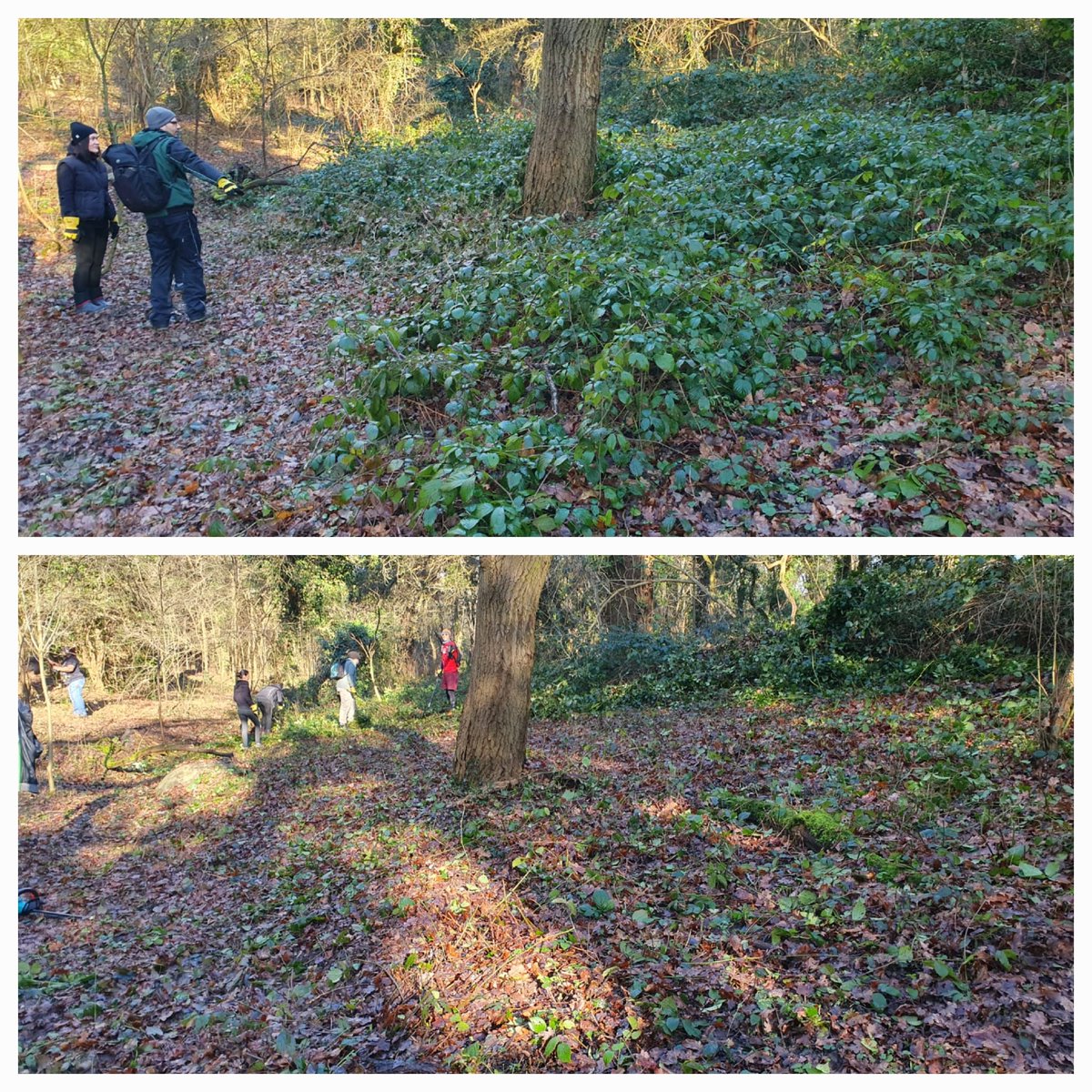 GroveFarmEaling's tweet photo. ๐ฟ Volunteers from #FriendsOfGroveFarm & @GoodGym Ealing cleared brambles from our wood anemone walk in preparation for a stunning white carpet of wildflowers in March/April. Help support a local nature reserve and join us. ๐ in bio! ๐ช๐ผ #conservation #CommunityAction https://t.co/RsYP1kc2ma