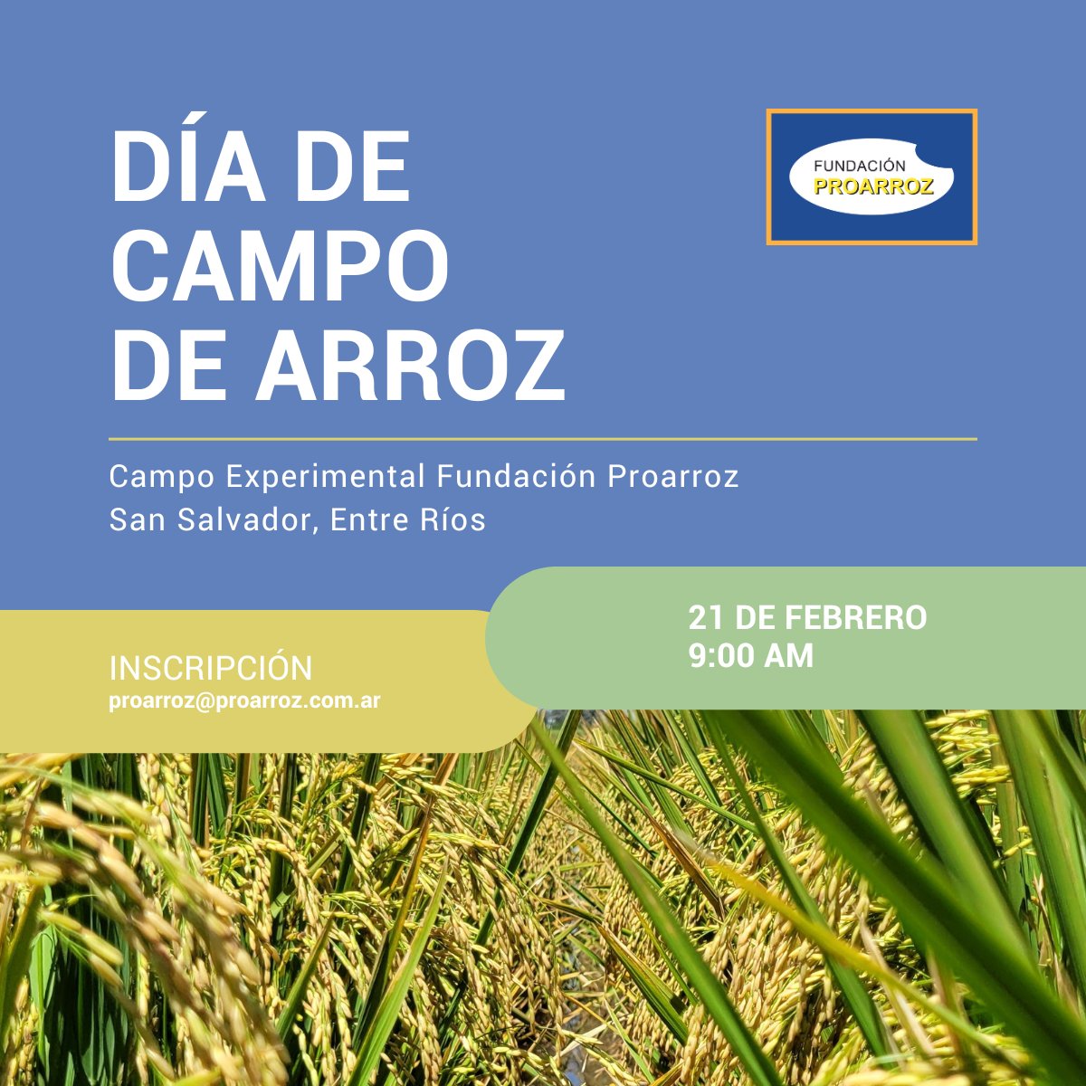 Fund_Proarroz's tweet photo. ¡Día de Campo de Arroz!  El 21 de febrero te esperamos en San Salvador, Entre Ríos. Descubre los ensayos y disertaciones de expertos. Se requiere inscripción previa en: proarroz@proarroz.com.ar https://t.co/FmI4aC5t4e