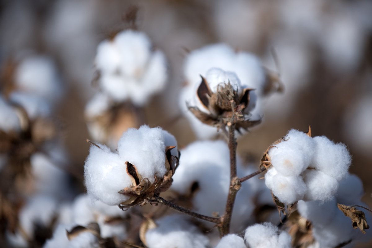 Greeneye Technology (@greeneyeag) on Twitter photo Greeneye’s precision spraying system is now engineered for #cotton, cutting non-residual herbicide use by 87% while improving weed control & tackling #herbicideresistance.
Hear from Texas cotton producer Dudley Pohnert in this <a href="/CottonGrowerMag/">CottonGrowerMagazine</a> article: cottongrower.com/crop-inputs/we… Greeneye’s precision spraying system is now engineered for #cotton, cutting non-residual herbicide use by 87% while improving weed control & tackling #herbicideresistance.
Hear from Texas cotton producer Dudley Pohnert in this <a href="/CottonGrowerMag/">CottonGrowerMagazine</a> article: cottongrower.com/crop-inputs/we…