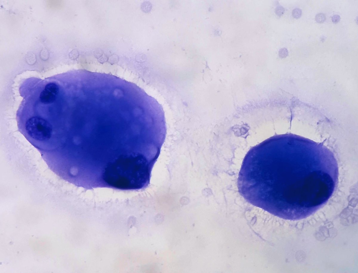 Fresia Wongkar tweet media