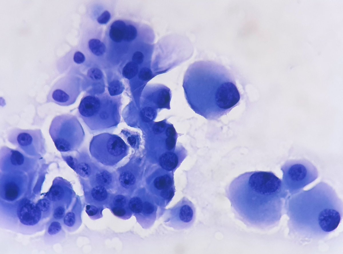 Fresia Wongkar tweet media