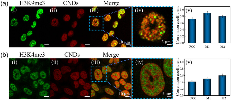 ckn_lab_IIT's tweet photo. Our latest article titled as "Carbon Nanodots as a Red Emissive  Fluorescent Probe for the Super-Resolution Microscopy of DNA Dynamics  during Paclitaxel Treatment" got published in Wiley's Small Structures. Congrats to Richa, Kush, &amp; Abdul for this work. https://t.co/HqUoUIdYjh https://t.co/cMyTyFBIIC