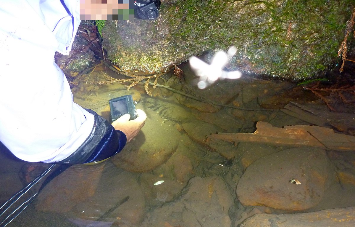 kawanittan's tweet photo. レイホク緊急指定種の私見 https://t.co/P2KSbYCsPM https://t.co/hqMOhQNvYW