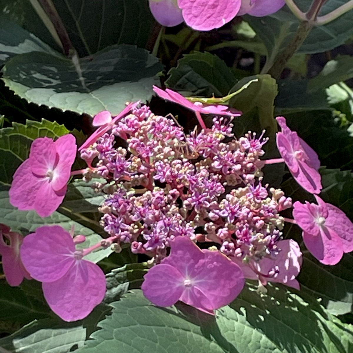SandraBeeKind's tweet image. “One of the most attractive things about flowers is their beautiful reserve."
Henry David Thoreau

#Hydrangeas symbolize beauty, thankfulness, heartfelt emotions, and empathy.

#FlowerReport #Gardening 
#FlowerHunting #MyGarden #Flowers