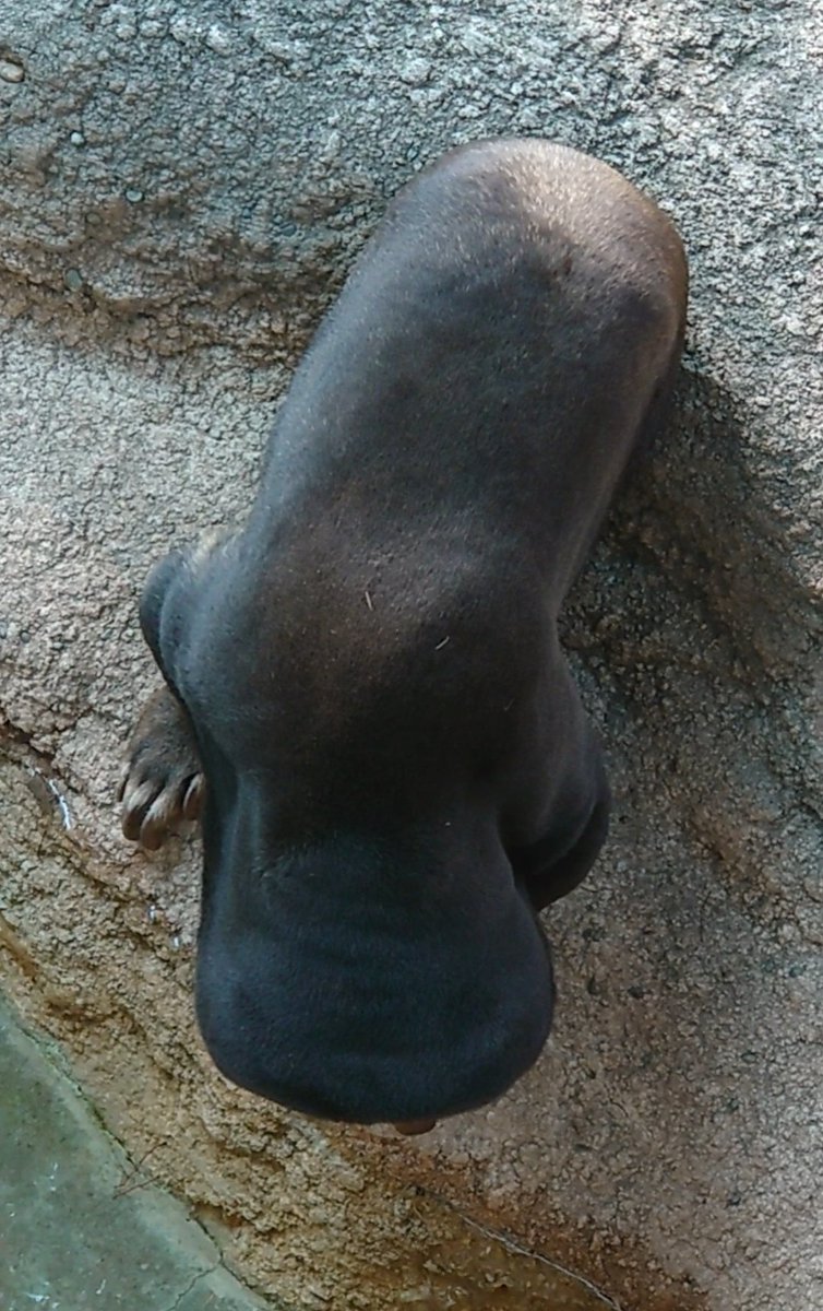 716sandy's tweet photo. #マレーグマ #sunbear #恩賜上野動物園 #キョウコ #kyoco #Uenozoo #Tokyo https://t.co/TscGtaYj4d