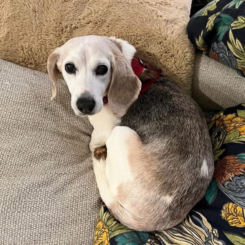 Adoptable senior beagle of the day-SOPHIE! tribeagles.org/product/sophie…