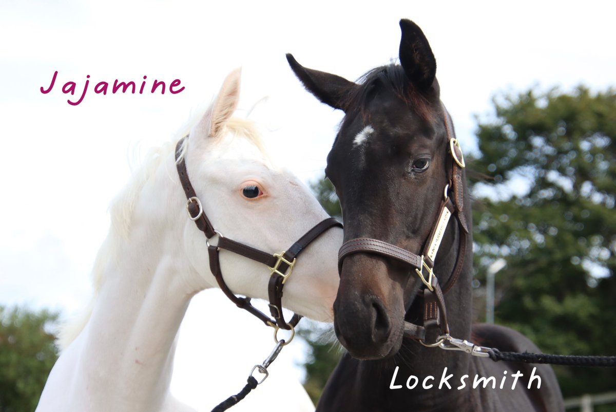 馬とね子 tweet media