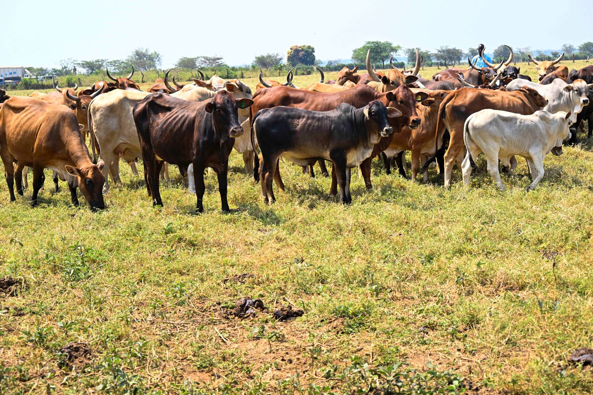 Yoweri K Museveni tweet media