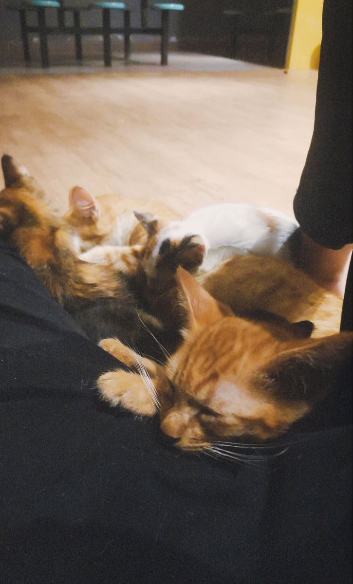 KeiZ047's tweet photo. Just waiting for my laundry and suddenly 5 cats decide my leg is their bed. https://t.co/yDlghDnTP4