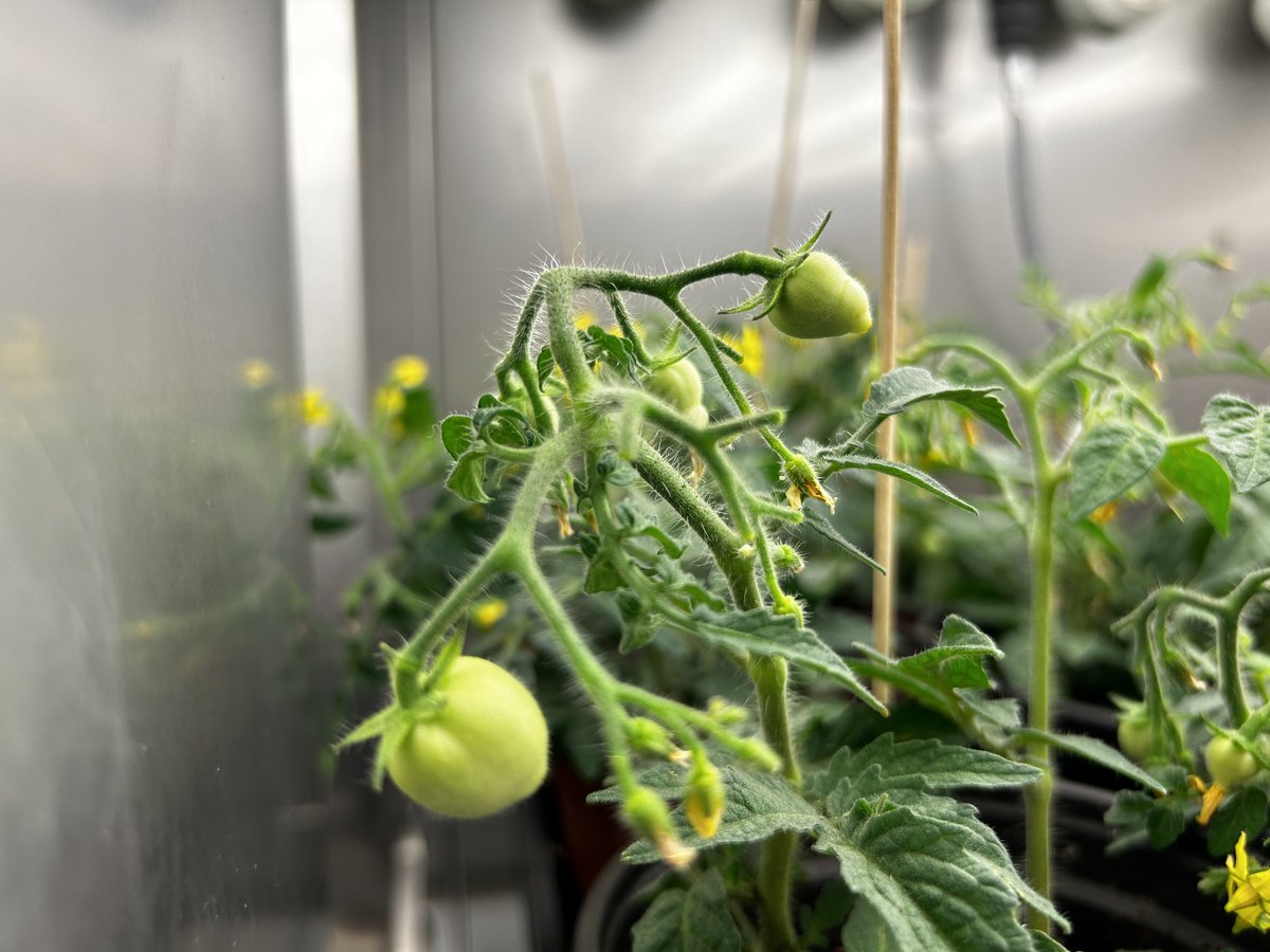 Aralab_'s tweet photo. 🍅 Growing Tomatoes Amid Climate Shifts!
Scientists explore how climate affects this vital crop. Aralab chambers precisely control temp, light & humidity, keeping tomatoes resilient and ensuring a secure food future.
#PlantResearch #ClimateChange #Aralab #YourOwnClimate
⚫️🟢🔵🔴 https://t.co/AxYDPYz5RD